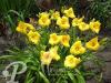 Hemerocallis Texas Sunlight
