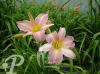 Hemerocallis Winsome Lady