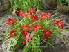 Hemerocallis hybride Crimson Pirate