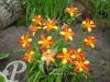 Hemerocallis hybride Frantz Hals