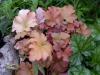 Heuchera Amber Waves