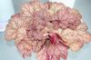 Heuchera Encore