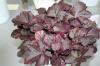 Heuchera Midnight Rose