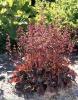 Heuchera Petite Marbled Burgundy