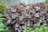Heuchera Plum Pudding