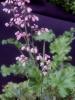 Heuchera Strawsberry Swirl