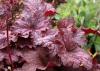 Heuchera Velvet Night