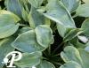 Hosta Alvatine Taylor