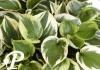Hosta Anne R