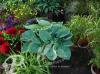 Hosta Big Daddy