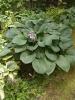 Hosta Blue Umbrellas Lilas