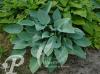 Hosta Canadian Blue