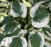 Hosta Carnival