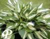 Hosta Christmans Candy R