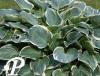 Hosta Crusader