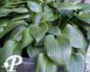 Hosta Devon Green