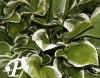 Hosta Diamond Tiara