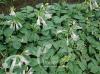 Hosta Fragrant Blue