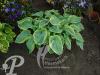 Hosta Frances Williams