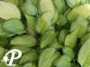 Hosta Gold Standard