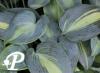 Hosta Grand Marquee R
