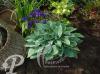 Hosta Halcyon