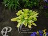 Hosta Janet