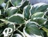 Hosta Karin R