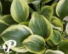 Hosta Liberty