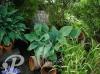 Hosta Love Pat