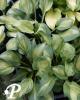 Hosta Olive Branch
