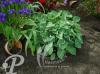 Hosta Pacific Blue Edger