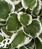 Hosta Patriot