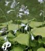 Hosta Piedmont Gold