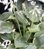 Hosta Pizzazz