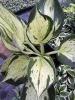 Hosta Revolution