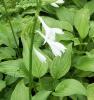 Hosta Royal Standard