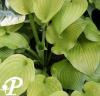 Hosta Shade Master