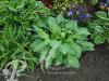 Hosta Sharmon