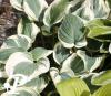 Hosta Snow Cap