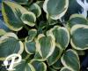 Hosta Sultana