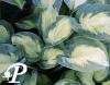 Hosta Super Nova