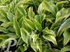 Hosta montana Aureomarginata