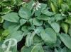 Hosta sieboldiana Elegans