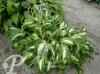 Hosta undulata Mediovariegata