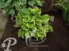 Hosta ventricosa Aureomarginata