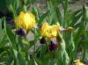 Iris Germanica B T Carol Lee