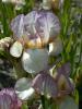 Iris Germanica B T Carolyne