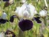 Iris Germanica B T Consumation