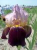 Iris Germanica Bruno